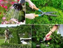 DỊCH VỤ chăm sóc cảnh quan DỊCH VỤ chăm sóc cảnh quan